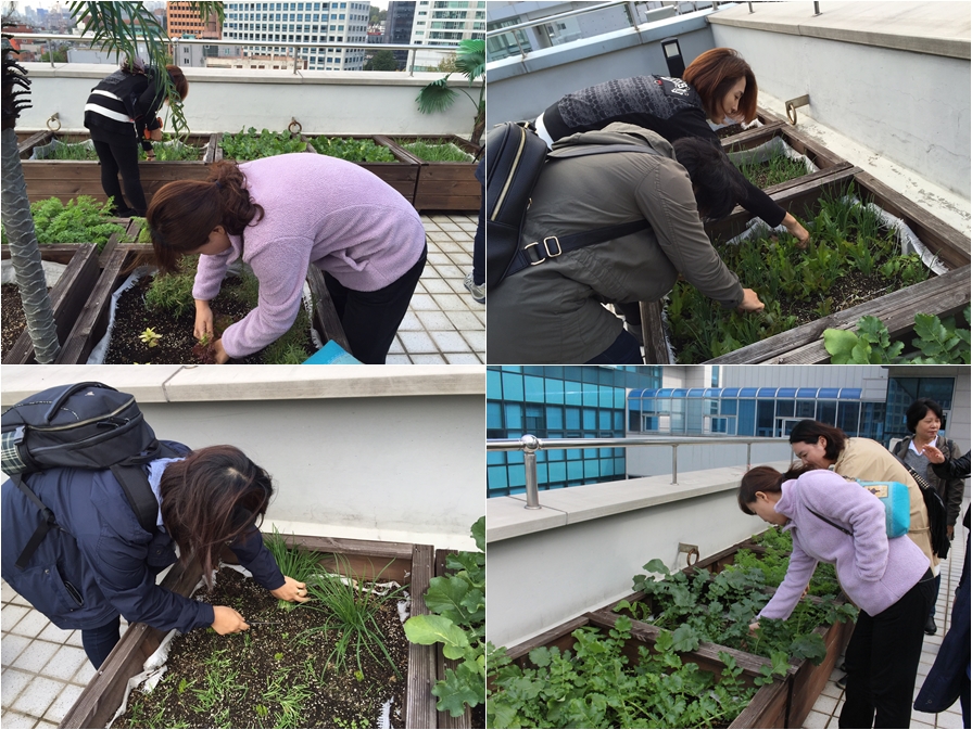 우리가 green 마을 옥상정원 가꾸기